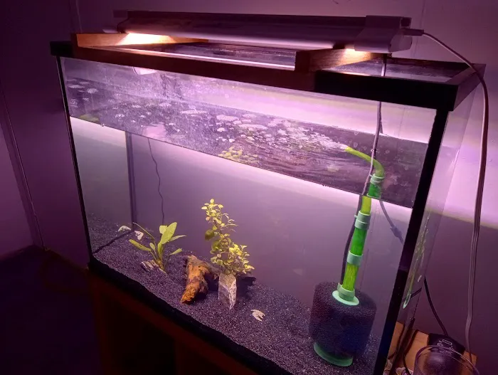 South Seas Aquatics Inc. Picture 9