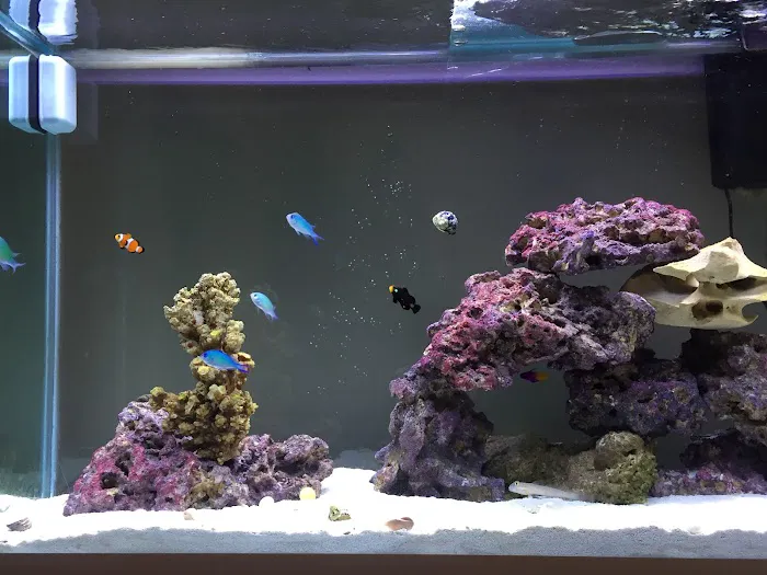 South Seas Aquatics Inc. Picture 10