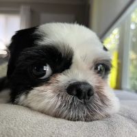 Animal Behavior Clinic of New Jersey ico