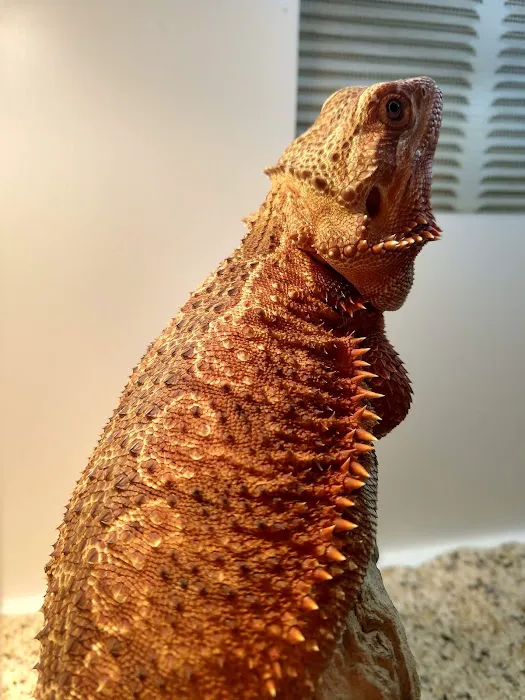 South Texas Dragons Picture 3