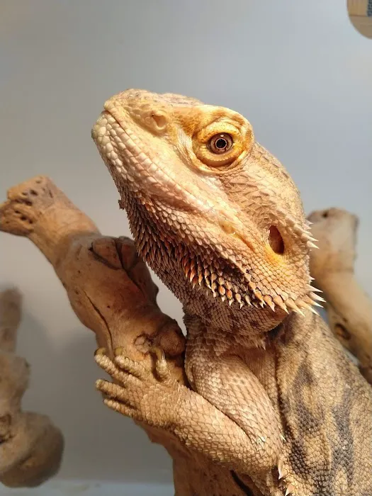 South Texas Dragons Picture 1