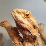South Texas Dragons