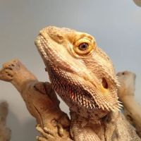South Texas Dragons ico