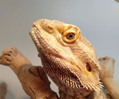 South Texas Dragons