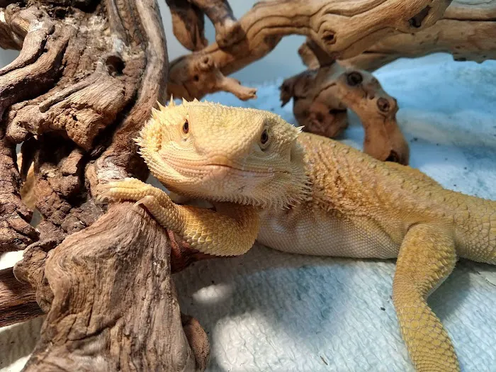 South Texas Dragons Picture 4