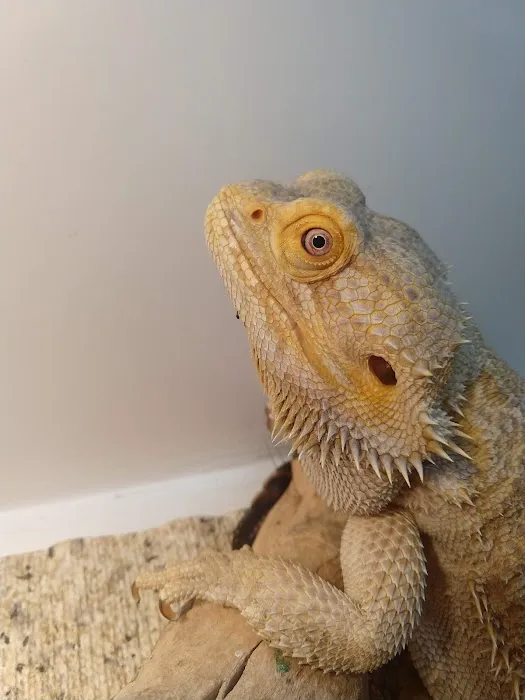 South Texas Dragons Picture 2