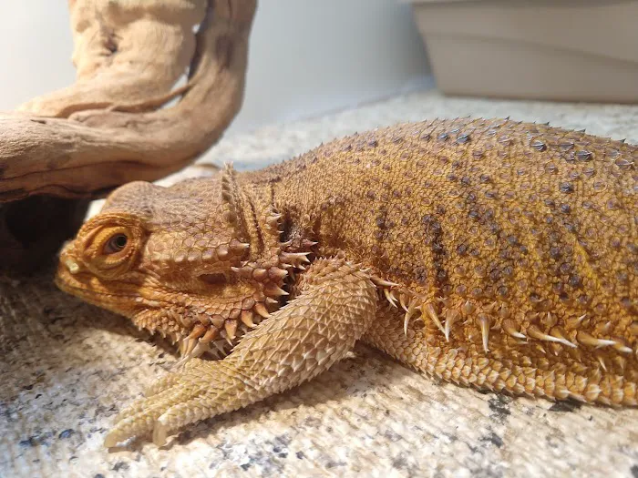South Texas Dragons Picture 10