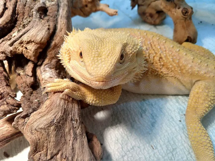 South Texas Dragons Picture 6
