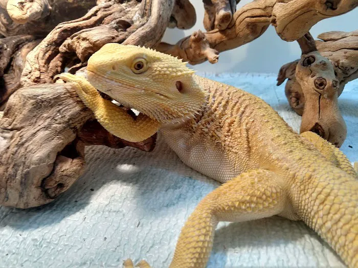 South Texas Dragons Picture 9