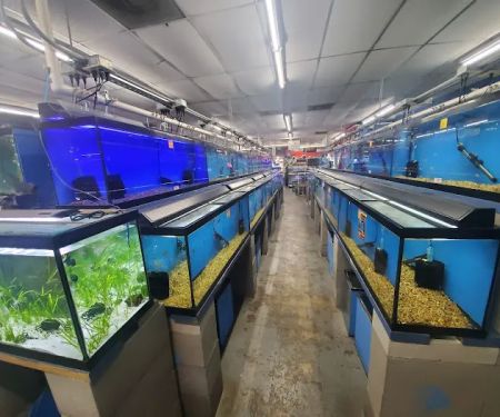 Papa Jim's Tropical Fish