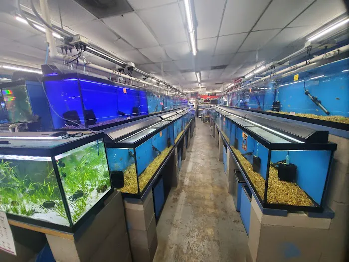 Papa Jim's Tropical Fish Picture 3