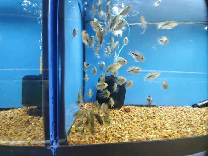 Papa Jim's Tropical Fish Picture 2