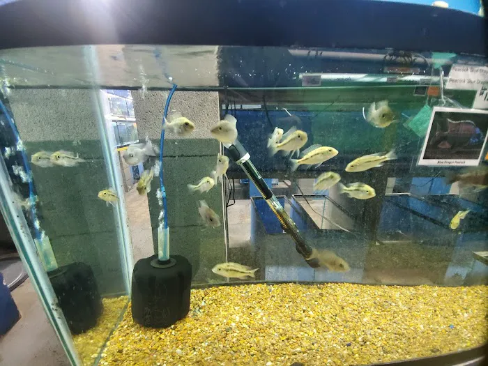 Papa Jim's Tropical Fish Picture 4