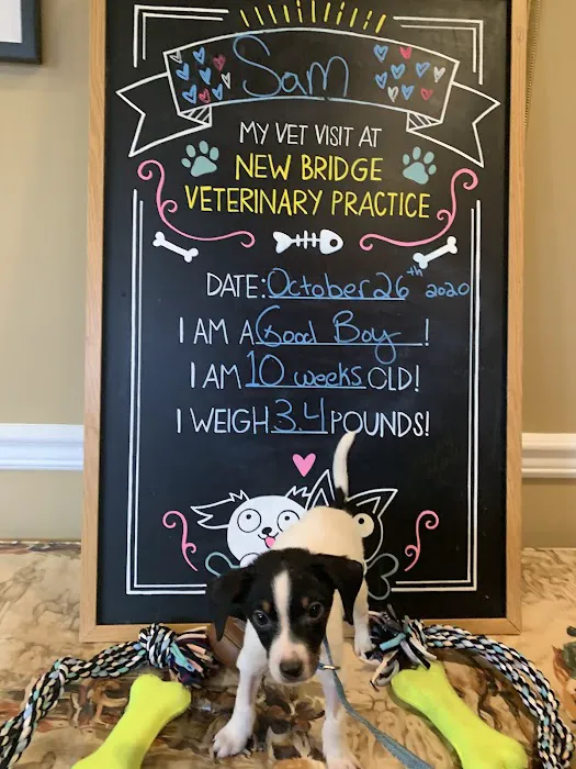 New Bridge Veterinary Practice Picture 8