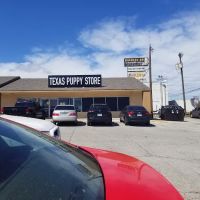 texas puppy store ico