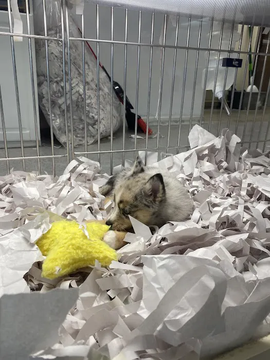 texas puppy store Picture 2