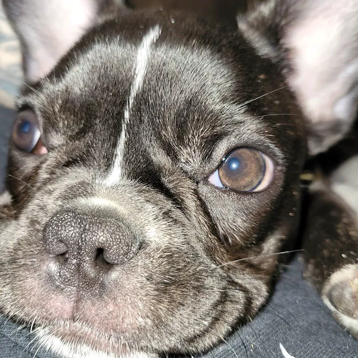 texas puppy store Picture 7