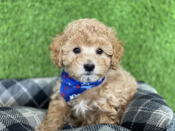 texas puppy store Picture 3