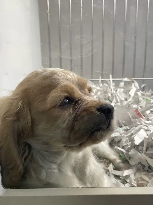 texas puppy store Picture 10