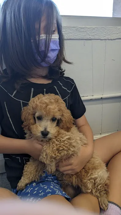 texas puppy store Picture 8
