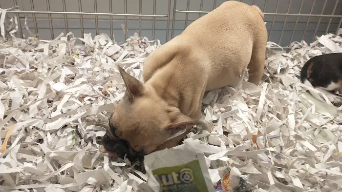 texas puppy store Picture 5