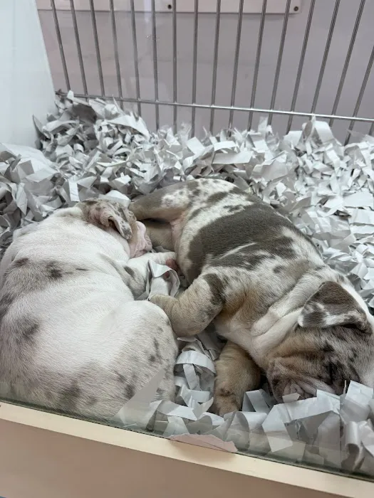 texas puppy store Picture 9