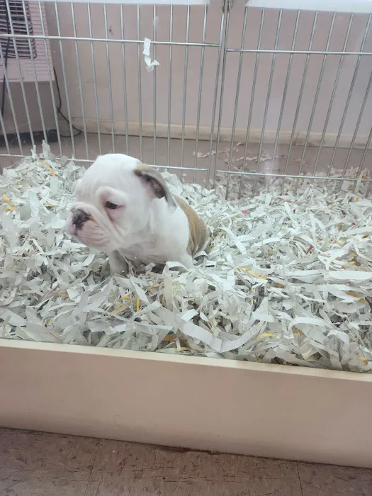 texas puppy store Picture 4