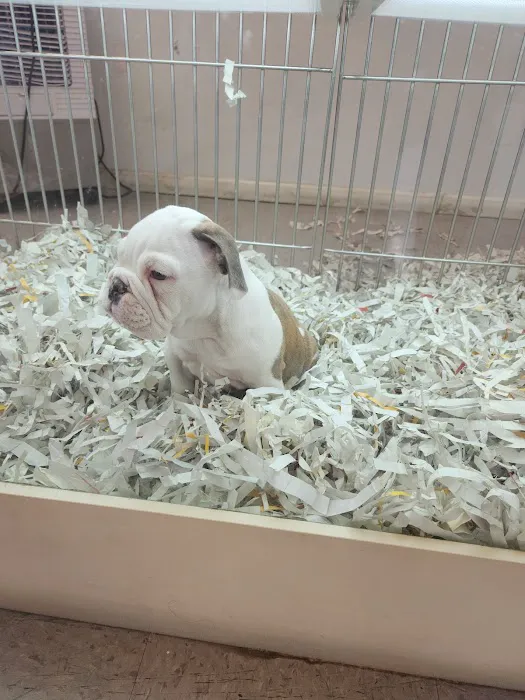 texas puppy store Picture 6