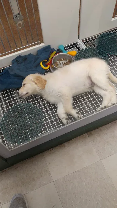 Petland Leon Valley Picture 5