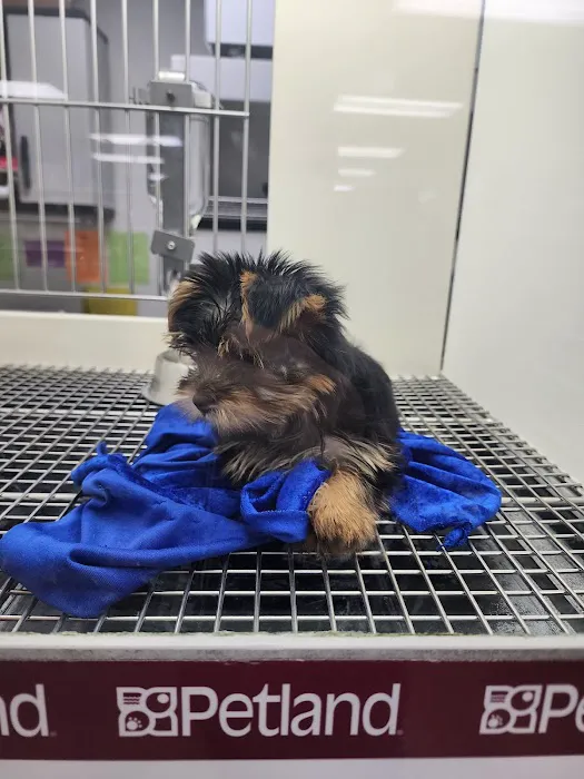 Petland Leon Valley Picture 2