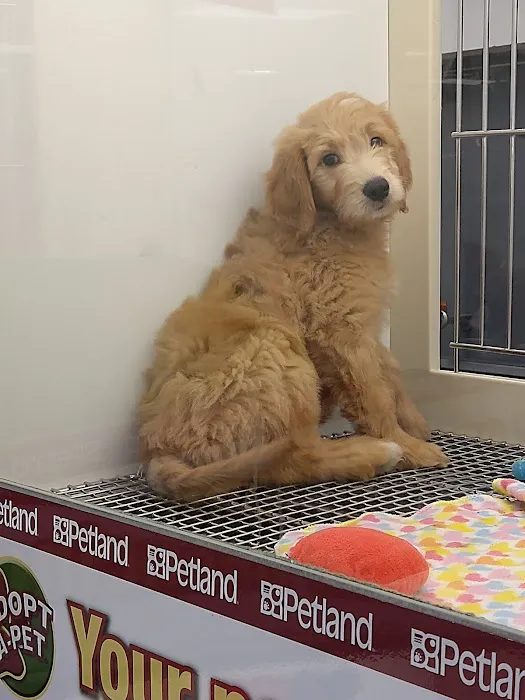 Petland Leon Valley Picture 10