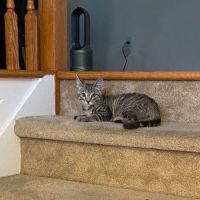 Animal Alliance of Cape May County ico