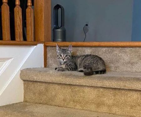 Animal Alliance of Cape May County