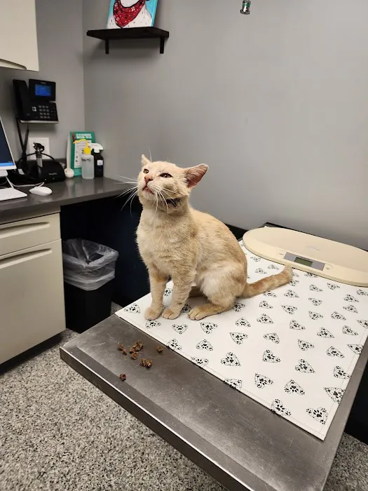 Cape Veterinary Hospital Picture 2