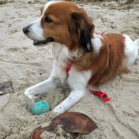 Cape Veterinary Hospital ico