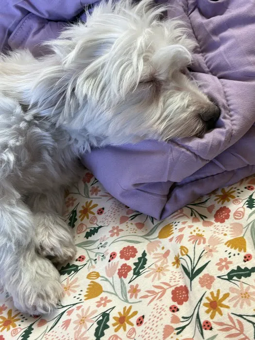 Puppyland San Antonio Picture 4