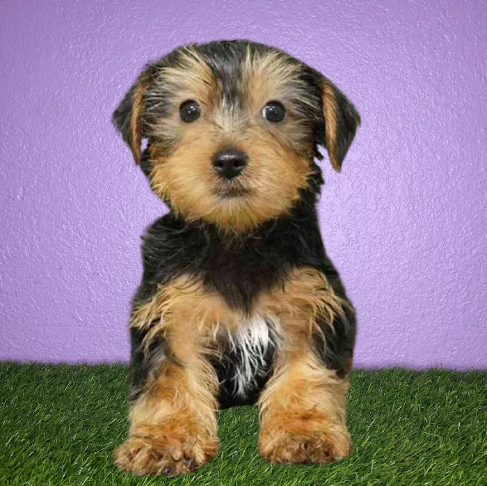 Puppyland San Antonio Picture 3