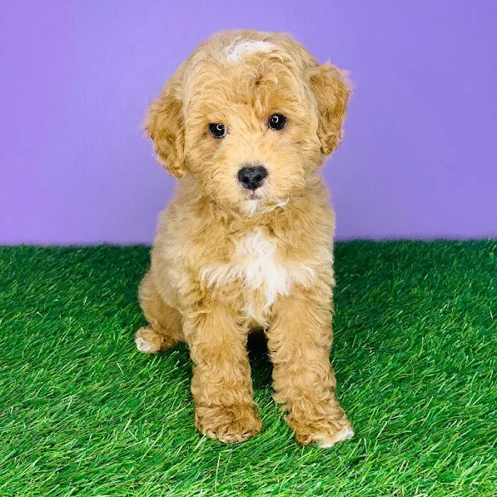 Puppyland San Antonio Picture 7