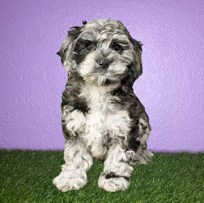 Puppyland San Antonio Picture 8