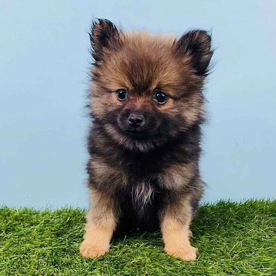 Puppyland San Antonio Picture 5
