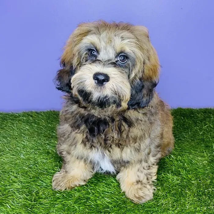 Puppyland San Antonio Picture 10
