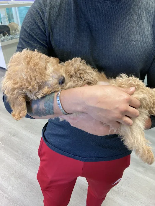 Puppyland San Antonio Picture 6