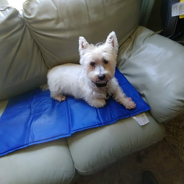 South Paw Animal Hospital Picture 4