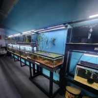 Lone Star Aquariums ico