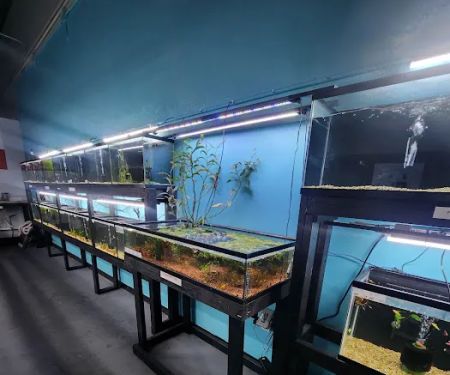 Lone Star Aquariums