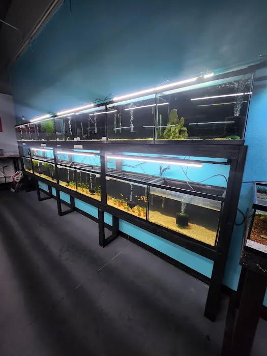Lone Star Aquariums Picture 8