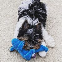 Bergenline Animal Hospital PA ico