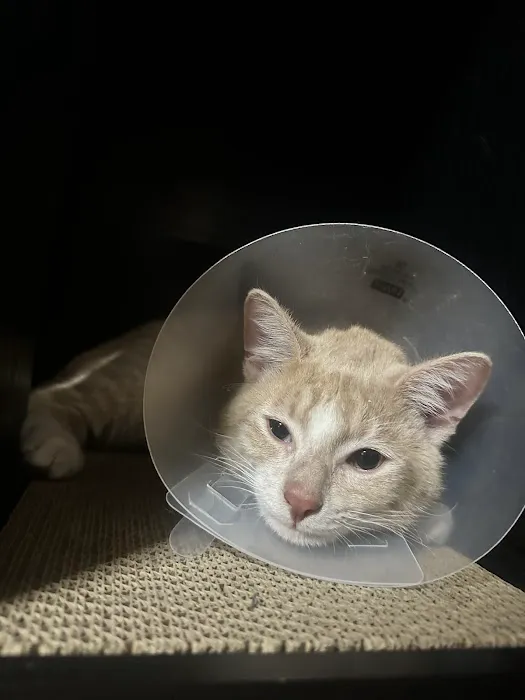 Westside Animal Hospital Picture 4