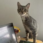 Westside Animal Hospital