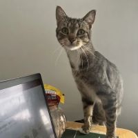 Westside Animal Hospital ico